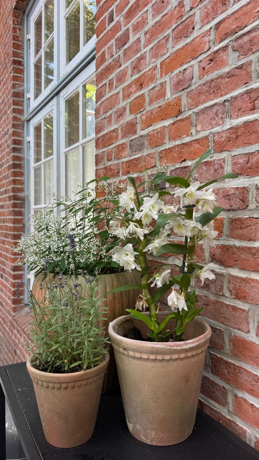 Tontöpfe mit weißen Blüten und Lavendel vor einer Backsteinwand