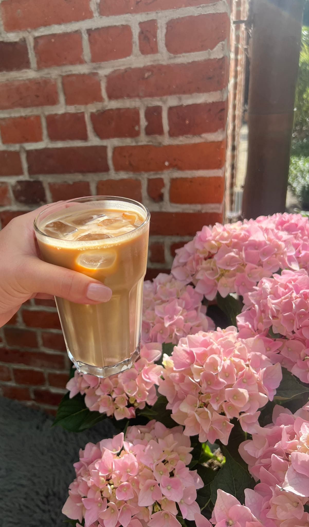 Hand hält ein Glas Eiskaffee vor rosa Hortensien und einer Backsteinwand